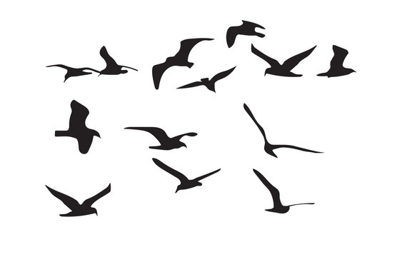 Seagulls black silhouette on white background. Vector
