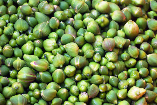 Plenty of fresh capers. Caper harvest - many buds of the Capparis spinosa plant, recently picked from the bush.