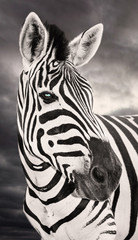 Fototapeta na wymiar Close-up photo of a zebra with storm clouds in the background
