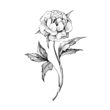 Fototapeta Ink flower. Hand drawn black and white sketch