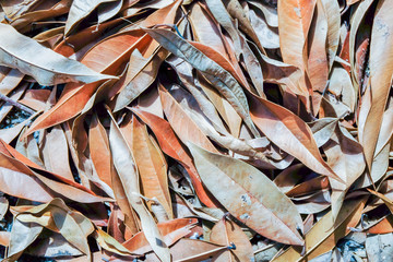 Fallen brown leaf,Dry leafs