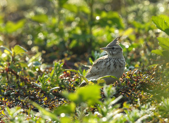 Crested Lark in the grasses