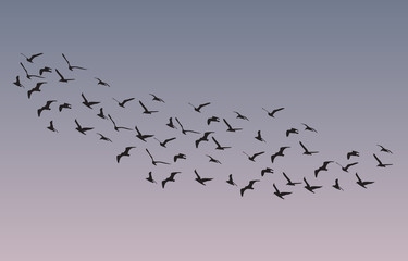 Flock of geese flying in summer