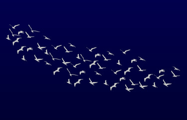 Seagulls Flying as night falls. Vector illustration of Flying Se