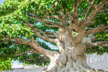 Fototapeta na wymiar Banyan or ficus bonsai tree.