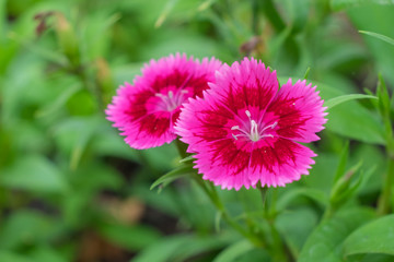 Beautiful pink flowers.