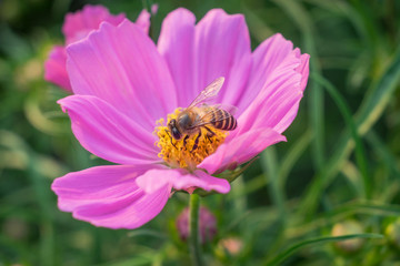 Beautiful pink flowers.