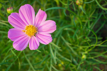 Beautiful pink flowers.