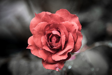 Rose Vintage Flowers In warm tones