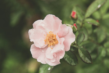 Rose Vintage Flowers In warm tones