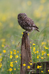 Little Owl (Athene Noctua)/Little Owl perched on old wooden stump in golden field of buttercups