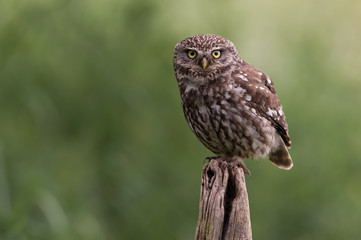 Little Owl (Athene Noctua)/Little Owl perched on old wooden stump in golden field of buttercups
