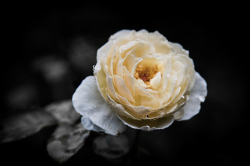 Rose Vintage Flowers In warm tones