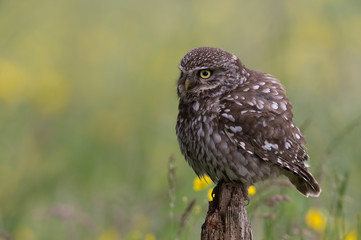 Little Owl (Athene Noctua)/Little Owl perched on old wooden stump in golden field of buttercups