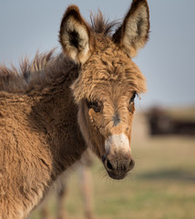 Portrait of young donkey