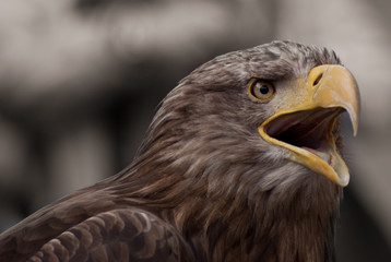seitliches Seeadler Porträt mit offenem Schnabel
