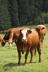 Fototapeta na wymiar Kühe auf der Wiese im Hochformat