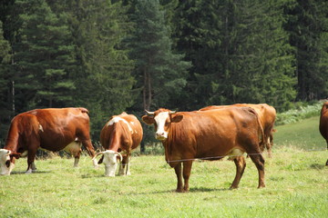 Fototapeta na wymiar braune Kühe auf der Wiese