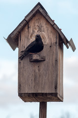 Birdhouse with its inhabitant starling