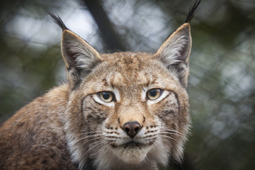 Luchs