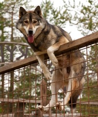 Husky farm. Dog sitting on the fence. Finland