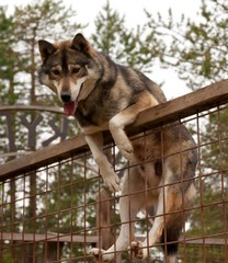 Husky farm. Dog sitting on the fence. Finland