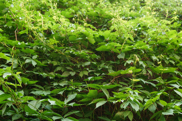 climbing plant on brisk wall very dense