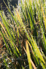 Obraz premium Rice spike in rice field