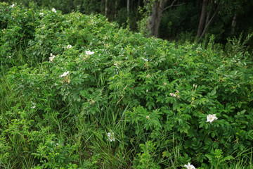 wild white briar bush with flowers