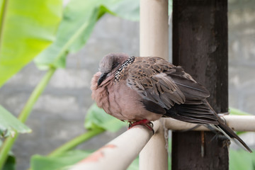 Spotted turtle dove sitting on balcony
