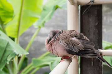 Spotted turtle dove sitting on balcony