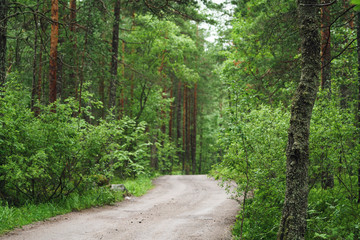 wet green summer forest of karelia