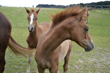Naklejka premium Pferde