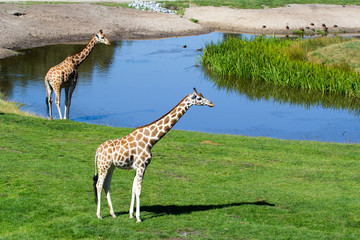 Naklejka na ściany i meble Giraffen auf Wiese am Wasser