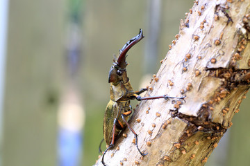 Miyama Stag Beetle (Lucanus maculifemoratus) in Japan

