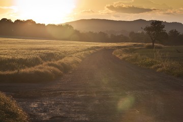 Beautiful summer sunset over the fields and forest