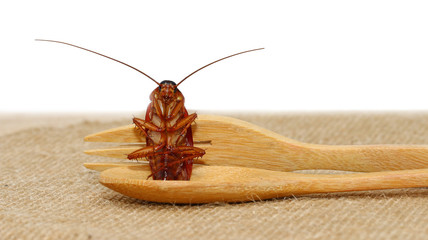 cockroach
