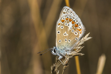 Hauhechelbläuling (Polyommatus icarus)