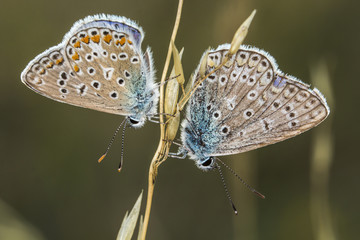 Hauhechelbläuling (Polyommatus icarus)