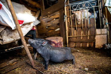 Black pig and three goats
