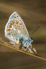 Hauhechelbläuling (Polyommatus icarus)