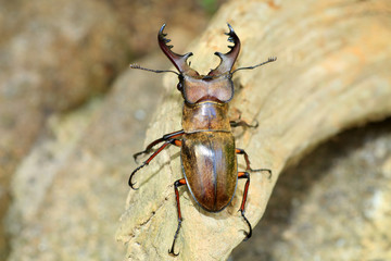 Miyama Stag Beetle (Lucanus maculifemoratus) in Japan

