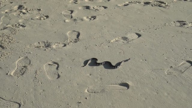 Banded sea krait: laticauda colubrina, on beach