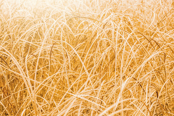 floral background. autumn field with dry grass in soft sunlight - 117005927