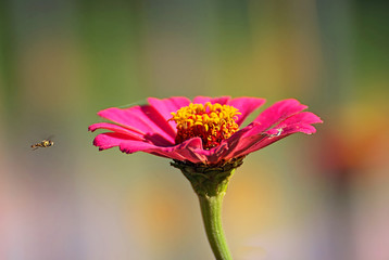 Flying insect with a pink flower and a colorful background