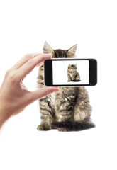 take a photo cat  on a smartphone