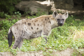 Spotted Hyena looking