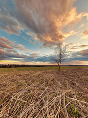 Fototapeta premium Lonely tree in field