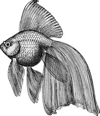 Fototapeta premium Vintage picture goldfish