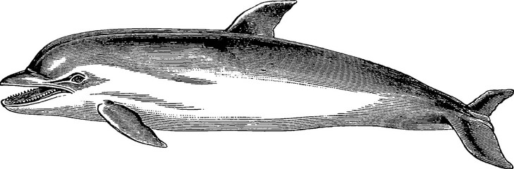 Vintage picture dolphin © unorobus